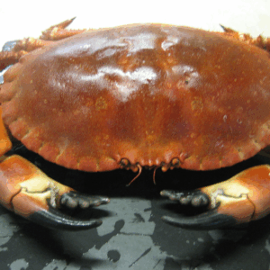 web 4 pescados (3)